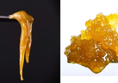Élő gyanta vs. Live Rosin: Mi a különbség?